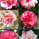 Daikagura Bicolor Bloom Camellia Japonica Live Starter Plant Wild One Blooms Are All Wildly Differen