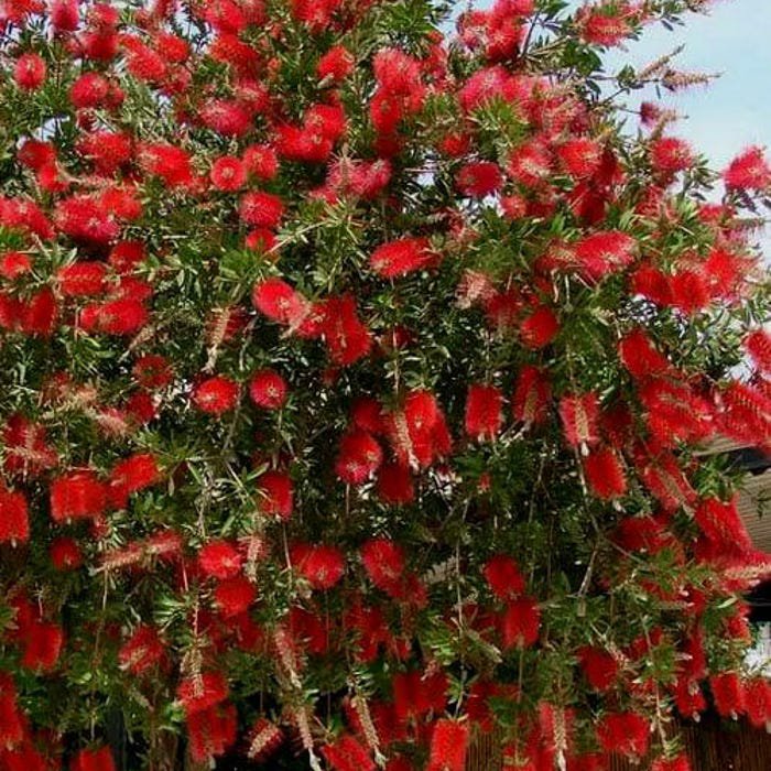 Red Cluster Bottlebrush Callistemon Citrinus Small Rooted Starter Plant