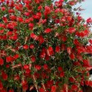 Red Cluster Bottlebrush Callistemon Citrinus Small Rooted Starter Plant