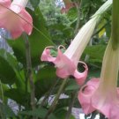 Strawberries Cream Angels Trumpet Brugmansia Tropical Plant Blooming Plant Well Rooted Starter Plant