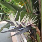 Giant White Bird Of Paradise Strelitzia Nicholai 10 12 Inch Tall Rooted Starter Plant Rare