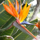 Orange Bird Of Paradise Strelitzia Reginae 10 12 Inch Tall Rooted Starter Plant Rare