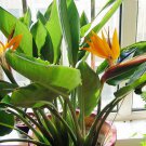 Mandelas Gold Yellow Bird Of Paradise Strelitzia Reginae 10 12 Inch Tall Rooted Starter Plant Rare