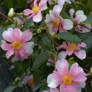 Yume Blooms Camellia Japonica Live Starter Plant
