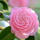 Otome Blooms Camellia Japonica Live Starter Plant