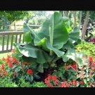 Little Prince Musa Banana Plant Small Rooted Starter Plant