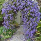 Queens Wreath Petrea Volubilis Sandpaper Bluebird Vine Rooted Starter Plant