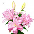 Anouska Double Oriental Rose Lily Bulb Gorgeous Highly Fragrant Double Blooms 1 Bulb
