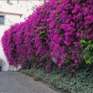 New River Bougainvillea Small Rooted Starter Plant Profuse Vibrant Purple Blooms