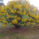 Golden Shower Tree Christmas Senna Bicapsularis Cassia Plant Small Rooted Starter Plant Butterflies 