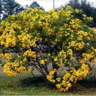 Golden Shower Tree Christmas Senna Bicapsularis Cassia Plant Small Rooted Starter Plant Butterflies 