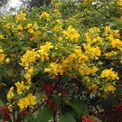 Golden Shower Tree Christmas Senna Bicapsularis Cassia Plant Small Rooted Starter Plant Butterflies 