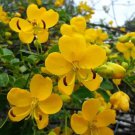 Golden Shower Tree Christmas Senna Bicapsularis Cassia Plant Small Rooted Starter Plant Butterflies 