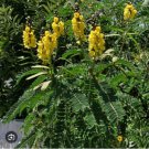 Popcorn Cassia Senna Didymotbotrya Plant Small Rooted Starter Plant Really Smells Like Popcorn