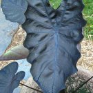 Black Coral Colocasia Esculenta Elephant Ear Small Rooted Starter Plant