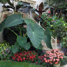 Jacks Giant Colocasia Esculenta Elephant Ear Small Rooted Starter Plant