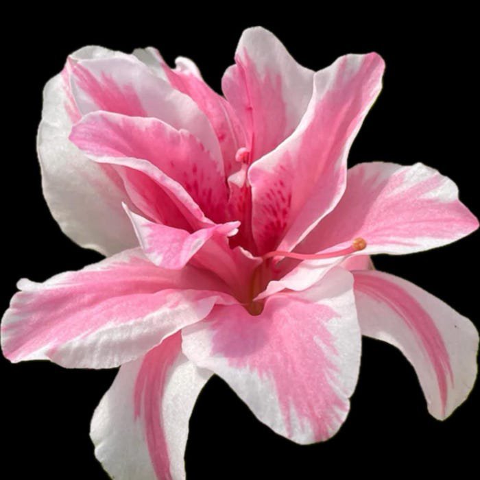 Sugar And Spice Azalea Rhododendron Starter Plant A Rare Beauty