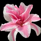 Sugar And Spice Azalea Rhododendron Starter Plant A Rare Beauty