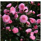 Eg Waterhouse Pink Blooms Camellia Japonica Live Well Rooted Starter Plant