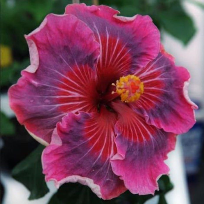 Me Oh My Oh Small Rooted Tropical Hibiscus Starter Plant Ships Bare Root Very Rare