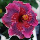 Me Oh My Oh Small Rooted Tropical Hibiscus Starter Plant Ships Bare Root Very Rare