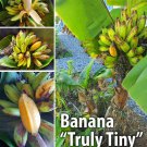 Truly Tiny Musa Banana Plant Small Rooted Starter Plant