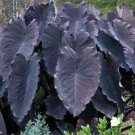 Black Ruffles Colocasia Esculenta Elephant Ear Small Rooted Starter Plant
