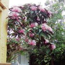 Shooting Star Tree Aka Starburst Tree Clerodendrum Quadriloculare Small Rooted Starter Plant