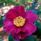 Midnight Lover Camellia Japonica Live Well Rooted Starter Plant Very Striking Pink Blooms