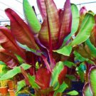 Red Abyssinian Ensete Maurelii Aka False Red Tropical Musa Banana Tree