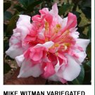 Mike Witman Bicolor Bloom Camellia Japonica Live Starter Plant Very Rare