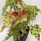 Thompsonii Variegated Peach Abutilon Pictum Flowering Maple Small Rooted Starter Plant Profuse Bloom