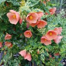 Thompsonii Variegated Peach Abutilon Pictum Flowering Maple Small Rooted Starter Plant Profuse Bloom