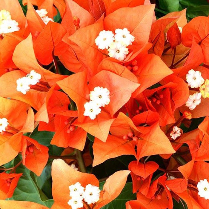 Fire Opal Bougainvillea Small Well Rooted Starter Plant Live Bougainvillea Starter Plug Plant Usa Se