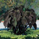 Black Magic Colocasia Esculenta Elephant Ear Small Rooted Starter Plant