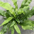 Rare Crocodile Fern Plant Aka Snake Skin Fern Microsorum Musifolium 4 Inch Pot Well Rooted