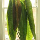 King Veitchii Anthurium Veitchii Live Well Rooted Starter Plant