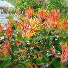 Mandarin Honeysuckle Lonicera Vine Well Rooted Starter Plant Butterfly Hummingbird Paradise