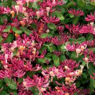 Peaches Cream Honeysuckle Vine Well Rooted Starter Plant Late Dutch Lonicera Hummingbird Heaven