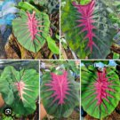 Madeira Star Colocasia Esculenta Elephant Ear Small Rooted Starter Plant Rippled Leaves With Hot Pin