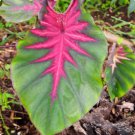 Madeira Star Colocasia Esculenta Elephant Ear Small Rooted Starter Plant Rippled Leaves With Hot Pin