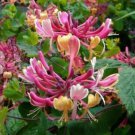 Candy Swirl Honeysuckle Vine Well Rooted Starter Plant Late Dutch Lonicera Hummingbird Heaven
