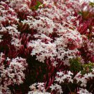 Pink Jasmine Aka Pink Star Jasmine Jasminum Polyanthum Small Rooted Starter Plant Intensely Fragrant