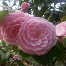 Pink Perfection Pink Blooms Camellia Japonica Live Well Rooted Starter Plant
