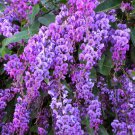 Happy Wanderer Hardenbergia Rooted Starter Plant Extremely Rare Plant