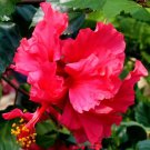 Pride Of Hankins Red Well Rooted Hardy Hibiscus Starter Plant Triple Red Bloom