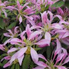 Koromo Shikibu Azalea Rhododendron Deciduous Starter Plant Very Rare Unusual Lavender Blooms