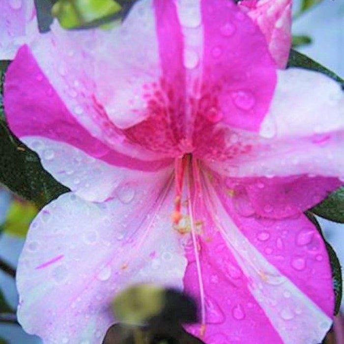 Encore Autumn Twist Azalea Deciduous Well Rooted Starter Plant Double Pink Blooms