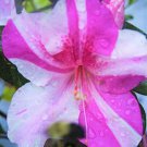 Encore Autumn Twist Azalea Deciduous Well Rooted Starter Plant Double Pink Blooms