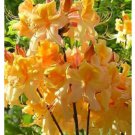 Dancing Rabbit Aromi Deciduous Azalea Rhododendron Well Rooted Small Starter Plant Please Read All I